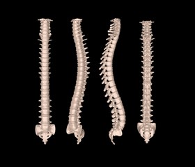 Skeletal human spine on Black 3D Rendering