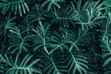 Naklejka na ściany i meble Beautiful nature background of vertical garden with tropical green leaf