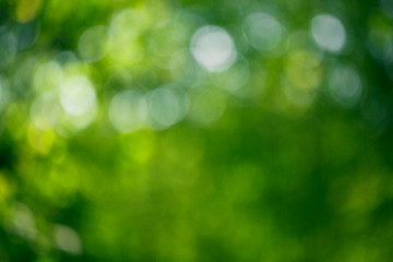 Obraz na płótnie Canvas Bokeh juicy green leaves