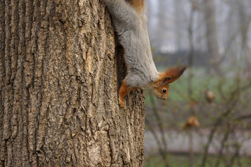 The squirrel watches the photographer from the tree and is ready to climb to the top of the tree