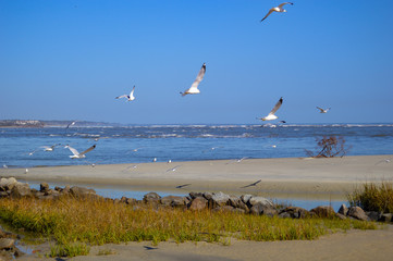 St. Simons Island, GA Gould's Inlet Seagulls