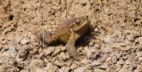frog animal looking at camera