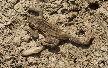 frog crawling in the dry land