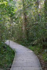 Wooden path, boardwalk in the forest landscape