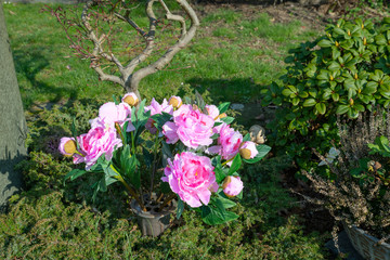 Pfingstrosenstrauch © Blende8