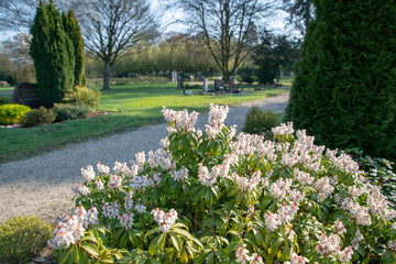 Blick über den Friedhof durch einen blühenden Strauch