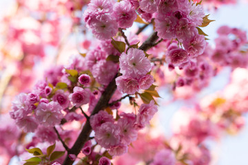 Pink cherry blossom flowers macro