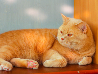 cat lies, British Shorthair breed. Smiling funny pet