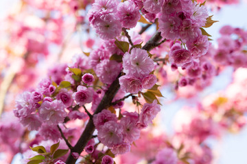 Pink cherry blossom flowers macro