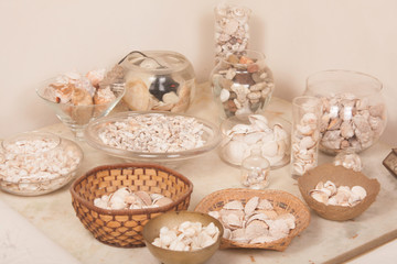 sea shells