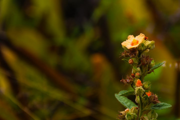 yellow flowers in the garden