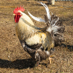 Motley cock with red scallop at solar day