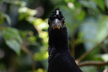 male bare-faced curassow (Crax fasciolata) at a bird aviary at Brasil's Foz do Iguazu bird park directly looking at the photographer