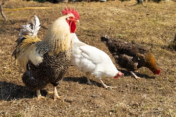 Cock with hen on land by springtime