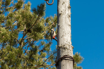 Fototapeta premium Woodpecker on a wooden post, knocking his beak.