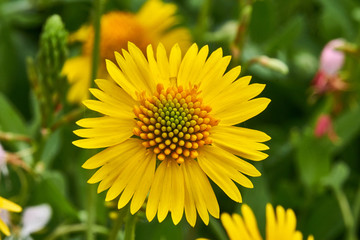 Obraz premium Beautiful wild spring Yellow Sneezweed (Helenium amarum) with green background.