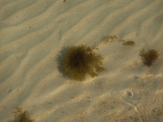 Seaweed swim in the water Thailand