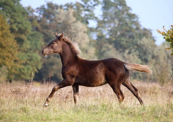 The warmblood foal  of silvery-black color runs on a meadow