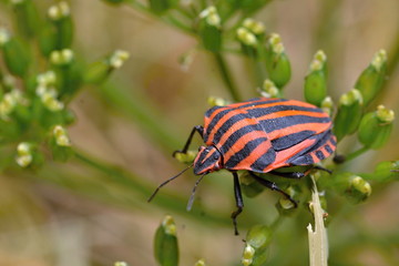 Graphosoma lineatum - Shieldbug © aggata