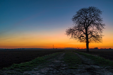 ein Baum im Sonnenuntergang mit Abendrot und Donnersberg im Hintergrund