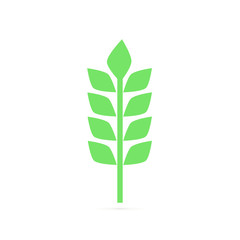 Two spikelets of barley with green leaves. Cereal plant. Agricultural crop. Harvest theme. Flat vector design