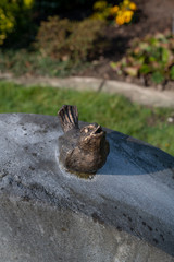 Der Spatz auf dem Grabstein 