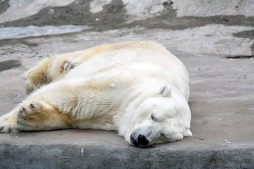 Polar bear sleeps on the ground