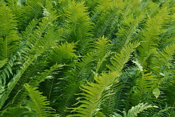 Dryopteris filix-mas - Fern