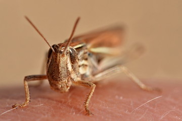 Fototapeta na wymiar Grasshopper