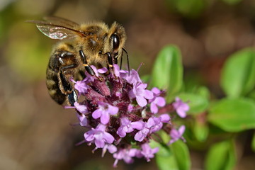 Bee on thyme