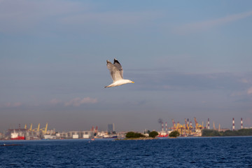 A Image of seabirds. Image of seagulls.