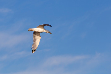 A Image of seabirds. Image of seagulls.