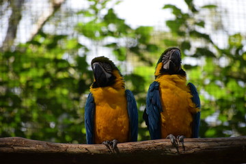 Two Blue-and-yellow macaw (Ara ararauna) at a bird aviary
