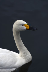 A white swan swims in blue water