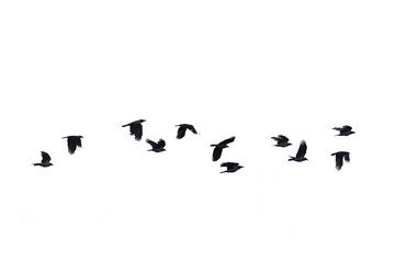 flying crows white background