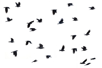 Fototapeta na wymiar flying crows white background