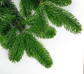 Obraz premium Natural Green Spruce Twigs Isolated on White Background