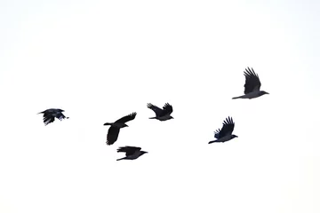 Fotobehang Vogels flying crows white background  © simonenunzi