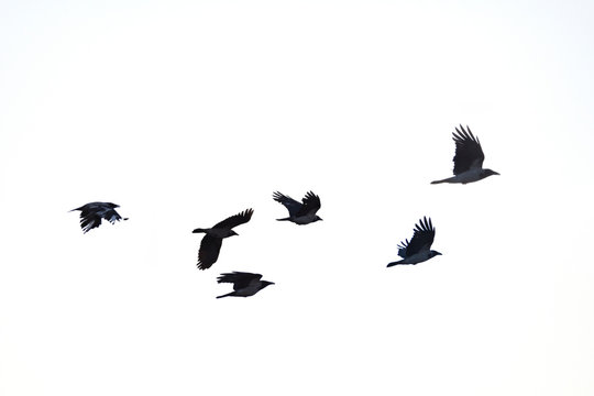 crows flying away