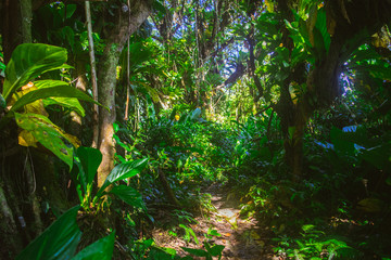 Obraz na płótnie Canvas bosque tropical