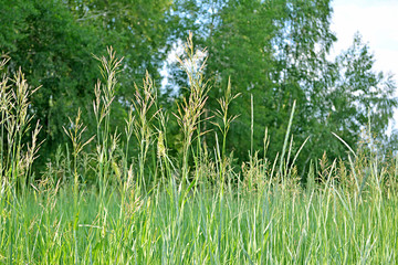 Tall grass on a background of green trees