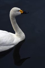 A white swan swims in blue water