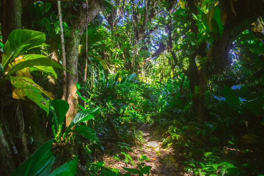 bosque tropical