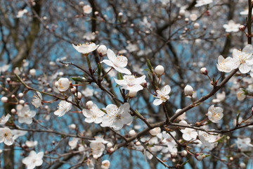 Beautiful Cherry Flowers in Spring Garden Close Up