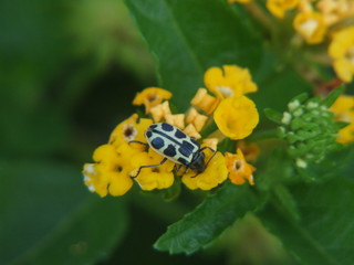 bee on a yellow flower