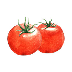 tomato watercolor illustration on white background