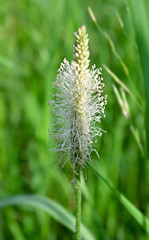 White fluffy plant on the background of green grass