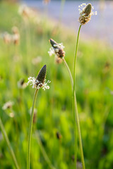 Plantago major flowers close up