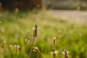 Plantago major flowering