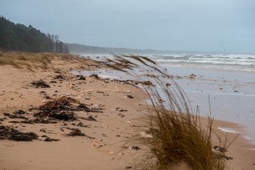 empty sea beach in autumn with lonely trees and rocks in sands
